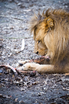 A lion eating a piece of meat.