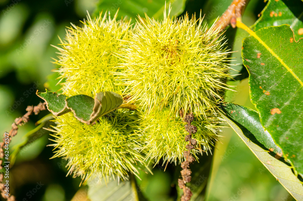 Poster chestnuts on a tree