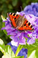  Purple Hortensia flowers and butterfly in the summer garden.