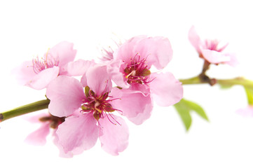 Naklejka na ściany i meble blooming almond tree
