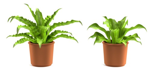 realistic 3d render of asplenium