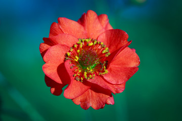 Naklejka premium red flower