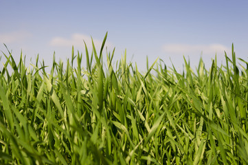 Fototapeta premium Grass With Blue Sky.