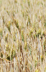 wheat crops 