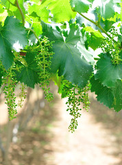 green grape grow on tree