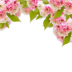 Fototapeta na wymiar Blossoming cherry tree Flowers