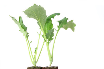 Kohlrabi Setzlinge