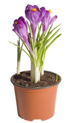 Crocuses bloom in a flowerpot