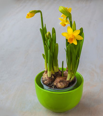 Yellow Daffodil  flowers in a pot