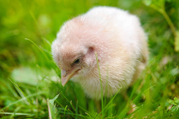 Little chicken on the grass