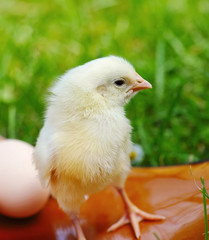 Little chicken and egg on the grass