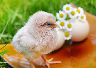 Little chicken and egg on the grass