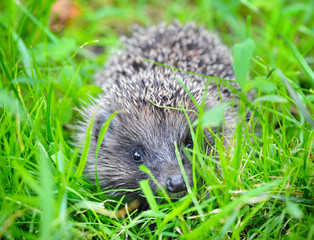 Western European Hedgehog (Erinaceus) in a grass