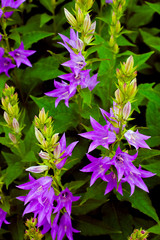 Purple bell flowers in the garden