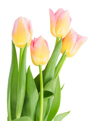 close up of yellow and pink tulips