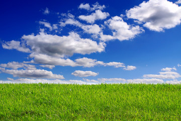 Green field and blue sky background. 