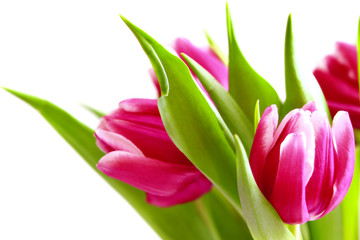 Pink tulips bouquet. 