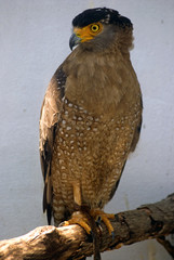 Crested serpent eagle, Butterworth, Malaysia