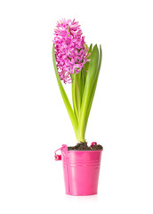 Spring pink hyacinth isolated over white background
