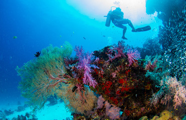 similan1