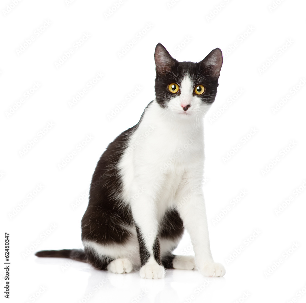 Poster cat sitting in front. isolated on white background