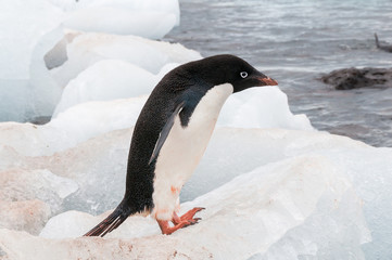Adult Adele penguin standing on beach