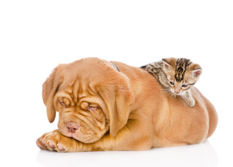 kitten playing with a puppy. isolated on white background