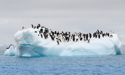 Manchots Adèle adultes regroupés sur iceberg