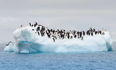 Fotobehang Volwassen Adele-pinguïns gegroepeerd op ijsberg © doethion