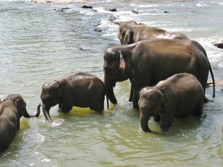 Pinnawala elephant orphanage in Sri Lanka