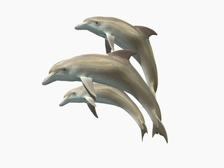 HI res Dolphins isolated on a white background