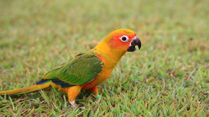 Sun Conure parrot bird
