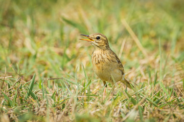 Paddyfield Pipit, or Oriental Pipit (Anthus rufulus)