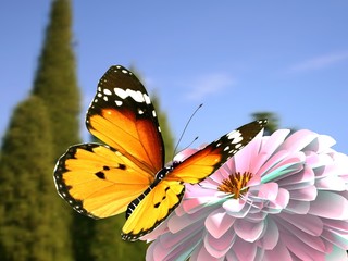Butterfly