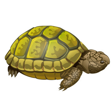 illustration of little turtle