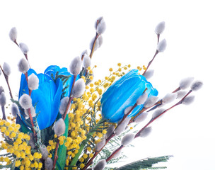 Blue tulips with mimosa, spring background