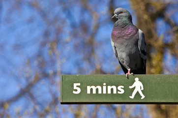Pigeon on a Pedestrian Signpost in London