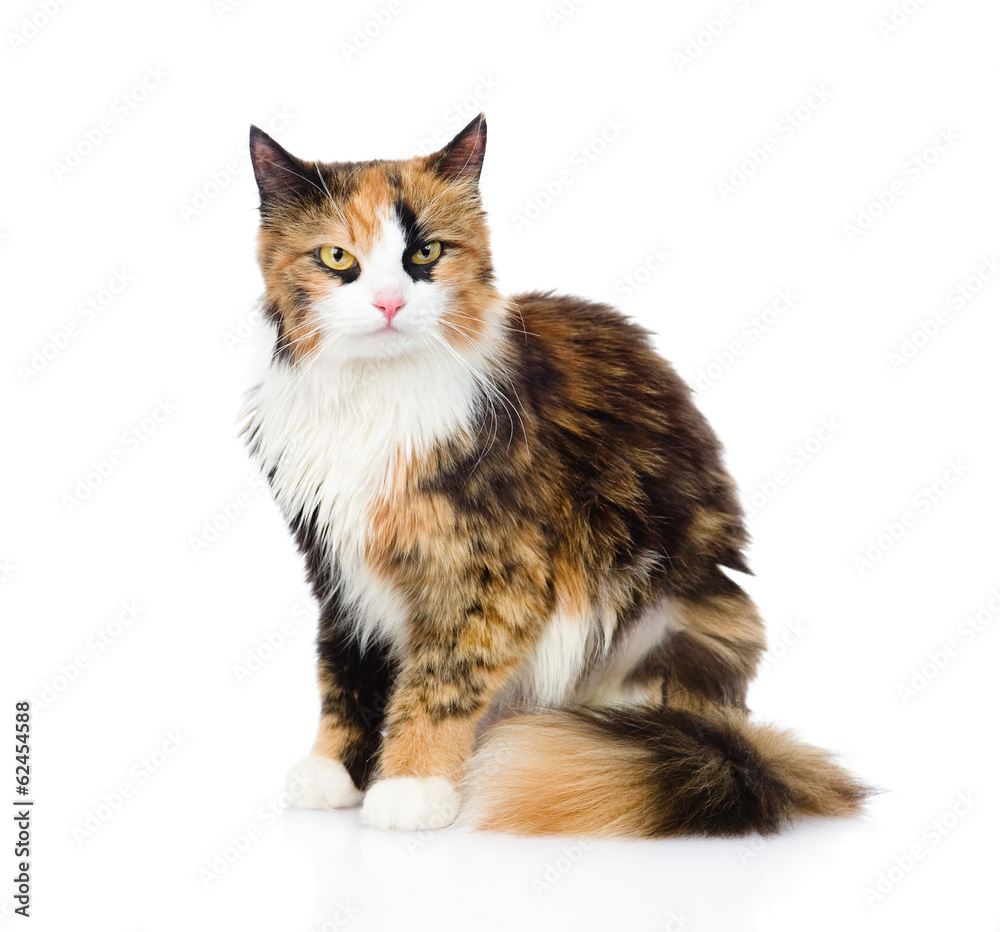 Poster calico cat sitting and looking at camera. isolated on white