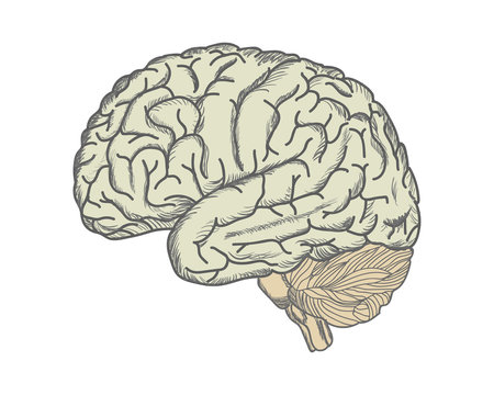 Brain. Illustration drawn by hand