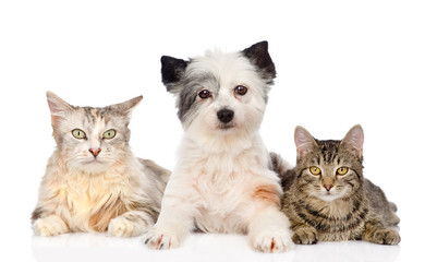 dog and two cats together. isolated on white background