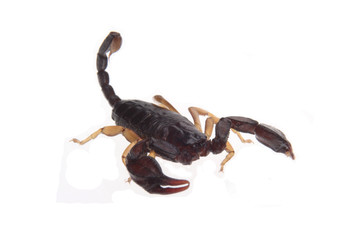 scorpion