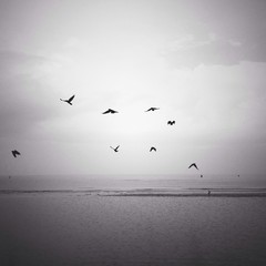birds on the beach
