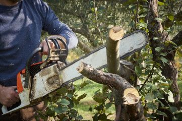 Obraz premium man without the necessary protection, cuts tree with chainsaw