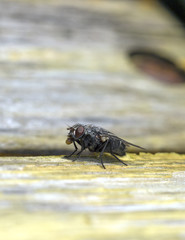 Fly