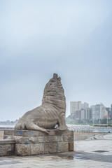 Sea Lion in Mar del Plata, Buenos Aires, Argentina