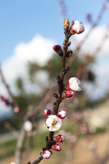 Árbol del almendro en flor, Mallorca, Baleares