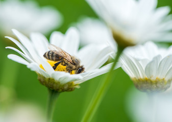 Honeybee on Daisy