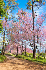 Fototapeta premium Wild Himalayan Cherry