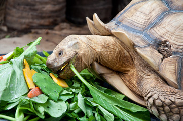 A turtle eating vegetable