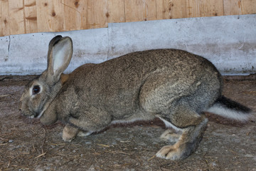 Rabbit close up portrait